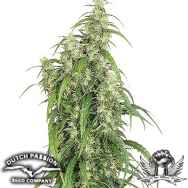 Dutch Passion Seeds Mekong High